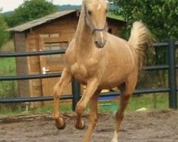 Deckhengst LG's Best (American Saddlebred Horse, 2010, von Imagine That)