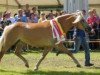 Zuchtstute Tessina (Haflinger, 2004, von Aufwind)