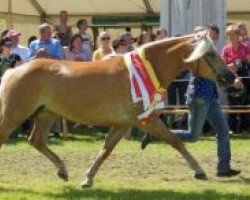 broodmare Tessina (Haflinger, 2004, from Aufwind)