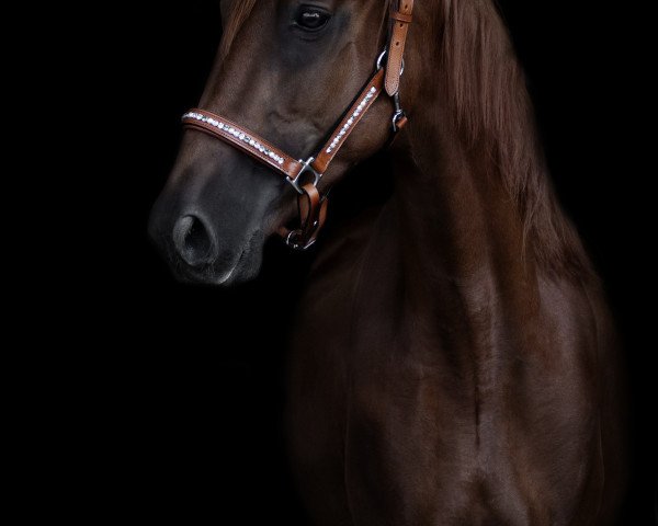 Zuchtstute LG's Bellissima (American Saddlebred Horse, 2016, von LG's Best)