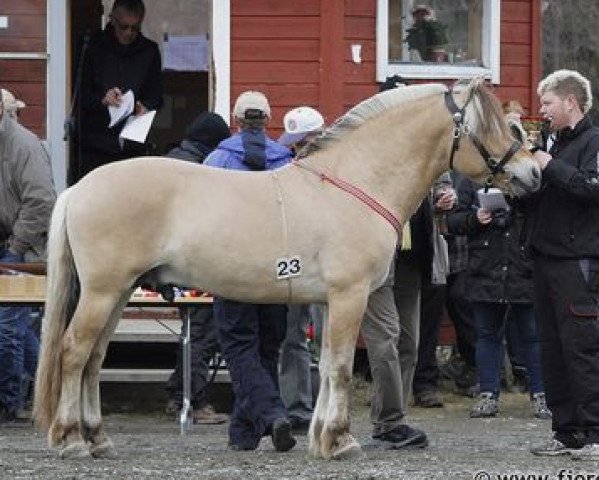 stallion Nesviks Sebastian (Fjord Horse, 2010, from Selmer Frederikson)