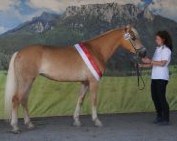 Zuchtstute Toskana (Haflinger,  , von Walzertraum)