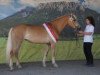 broodmare Toskana (Haflinger,  , from Walzertraum)