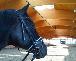 dressage horse Ippener (German Warmblood, 2012, from Invincible Sir)