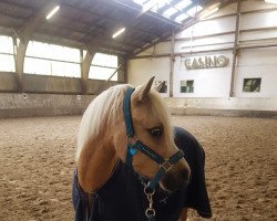 Pferd Sandfield 's Golden Don Perrion (Welsh Mountain Pony (Sek.A), 2014, von Blanche Goldfinch)