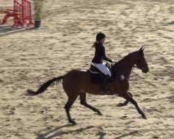 jumper Jasper 251 (KWPN (Royal Dutch Sporthorse), 2014, from Nabab de Rêve)