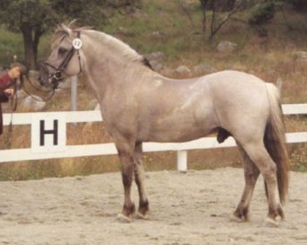 stallion Sander N.2039 (Fjord Horse, 1987, from Sylvstein N.1930)