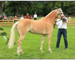 broodmare Novena (Haflinger, 2012, from liz. 350/T Stainz)