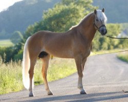 Deckhengst Bugatti (Haflinger, 2016, von Bellissimo-W-Q)