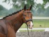 dressage horse Selfie Hit (Oldenburg, 2015, from Self made)