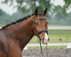 dressage horse Selfie Hit (Oldenburg, 2015, from Self made)