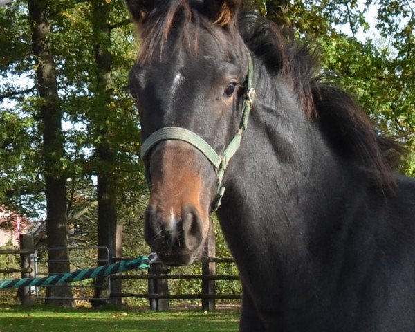 stallion Check (Hanoverian, 2019, from Cornet Obolensky)