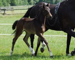 broodmare Amsel (Westphalian, 2011, from Arpeggio)