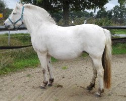 broodmare Hetja (Fjord Horse, 2007, from Hisco)