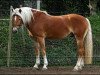 stallion Antiss-W (Haflinger, 2002, from Antinor)