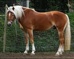 stallion Antiss-W (Haflinger, 2002, from Antinor)