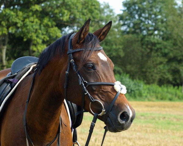 horse Majestic 14 (German Riding Pony, 2007, from Miraculix)