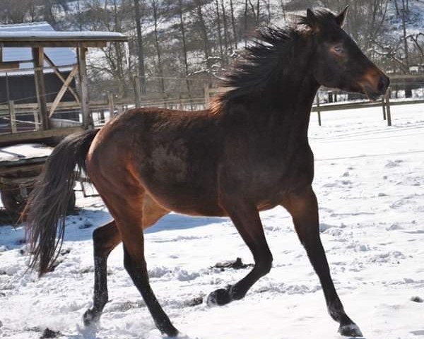 dressage horse Rominée (Hanoverian, 2007, from Riccione)