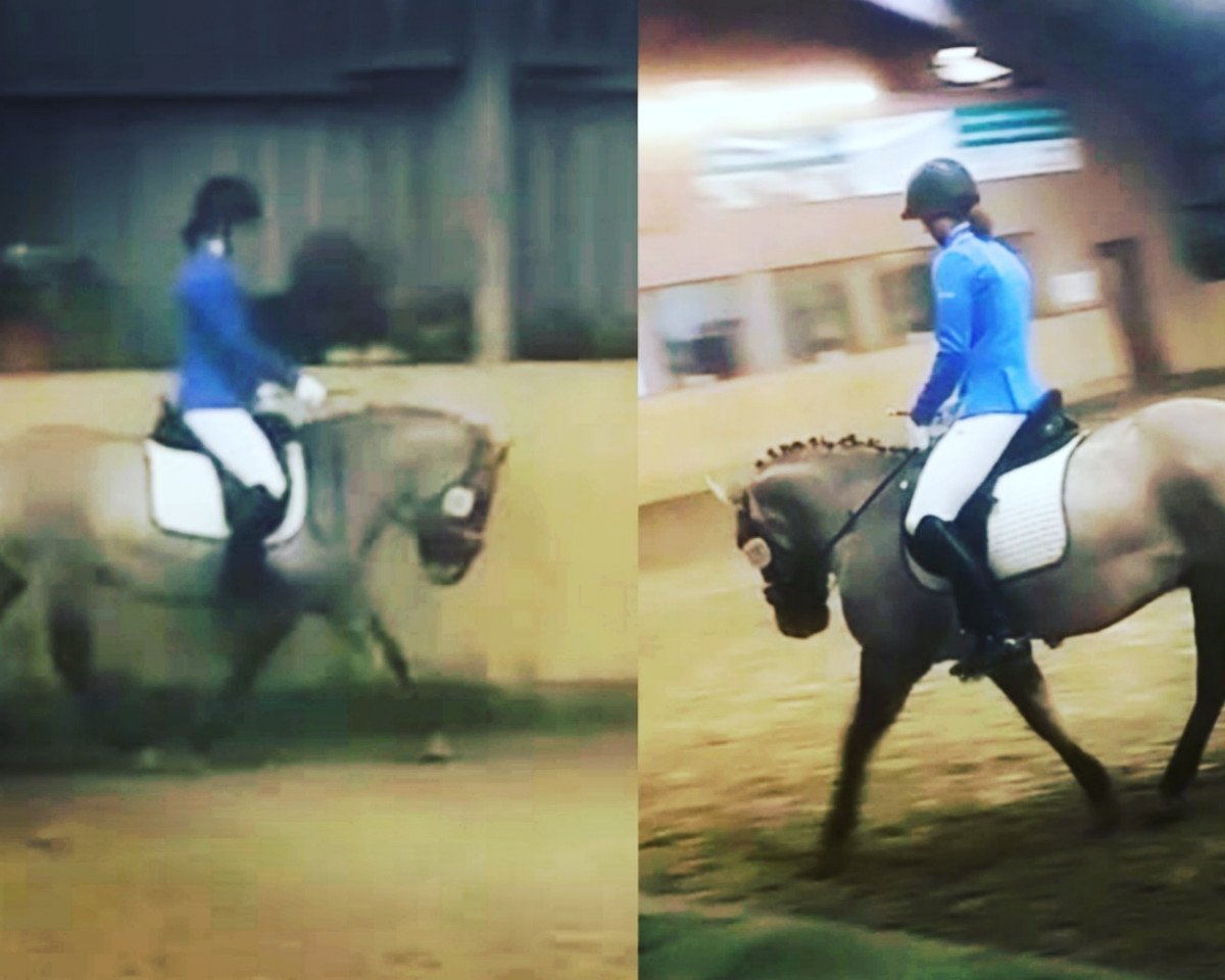 dressage horse Juri (unknown, 2013)