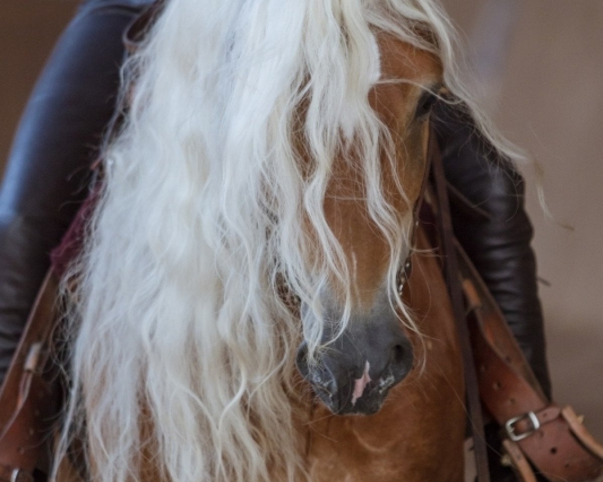 stallion Sambuca (3,91% ox) (Edelbluthaflinger, 2006, from Santana)