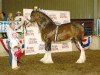 Deckhengst Plunton Calum Maelogan (Clydesdale, 2000, von Thistle Ridge Argyll Enhancer)