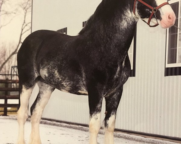 stallion Copper Hill's Master Bentley (Clydesdale, 2007, from Grandview Eli's Just-In-Step)