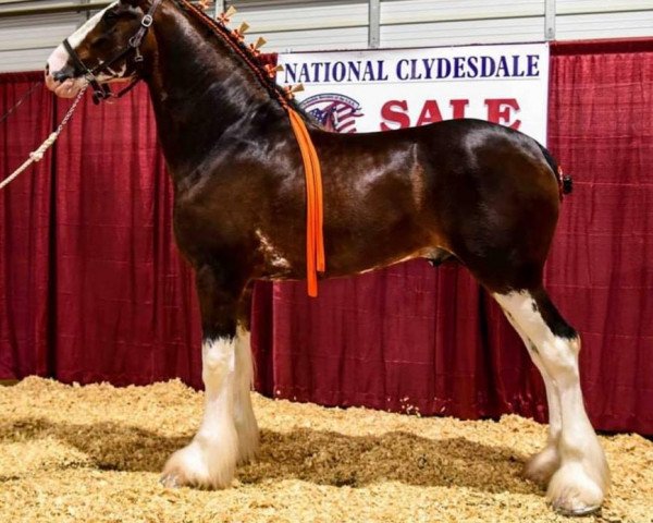 Deckhengst Berkshire Royal Masterpiece (Clydesdale, 2016, von Copper Hill's Master Bentley)