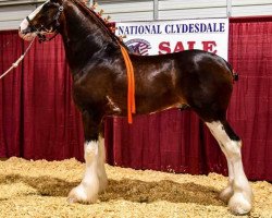 Deckhengst Berkshire Royal Masterpiece (Clydesdale, 2016, von Copper Hill's Master Bentley)