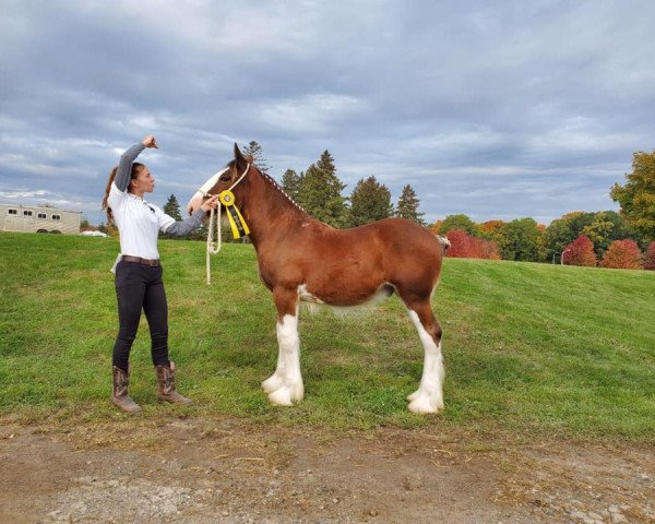 Pferd Armageddon's Lord Adam (Clydesdale, 2019, von Westedge Major's Lucky)