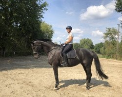 dressage horse For Toby G (Westphalian, 2008, from Fifty Cent)