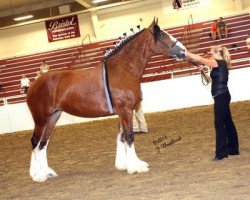 broodmare Lady Isabelle of St. Severin (Clydesdale, 2008, from Sir William of Pinnacle)