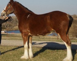 Zuchtstute Bentley's Unlimited Lady Tillie (Clydesdale, 2014, von H.M.H. Rockin Bentley)