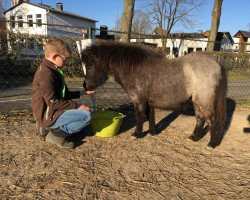 broodmare Dorosalas Zarina (Shetland pony (under 87 cm), 2019, from Niceman of Catchpool)