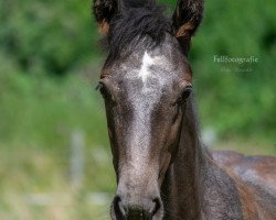 horse Cleine Chanel (Westfale, 2019, from Cornet to win)