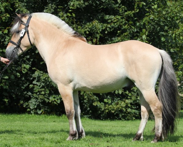 stallion Overgårds Zeus (Fjord Horse, 2009, from Frederik Skovå)