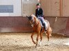 dressage horse Caramellow Kiss (German Warmblood, 2007, from Cavallieri xx)