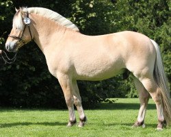 horse Loke Stanstorp (Fjord Horse, 2009, from Kneist Skovå)