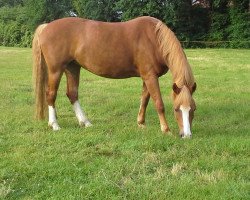 dressage horse Stella 719 (unbekannt, 2004)