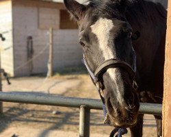 broodmare Wolke (Rhinelander,  , from Wolkenstein II)