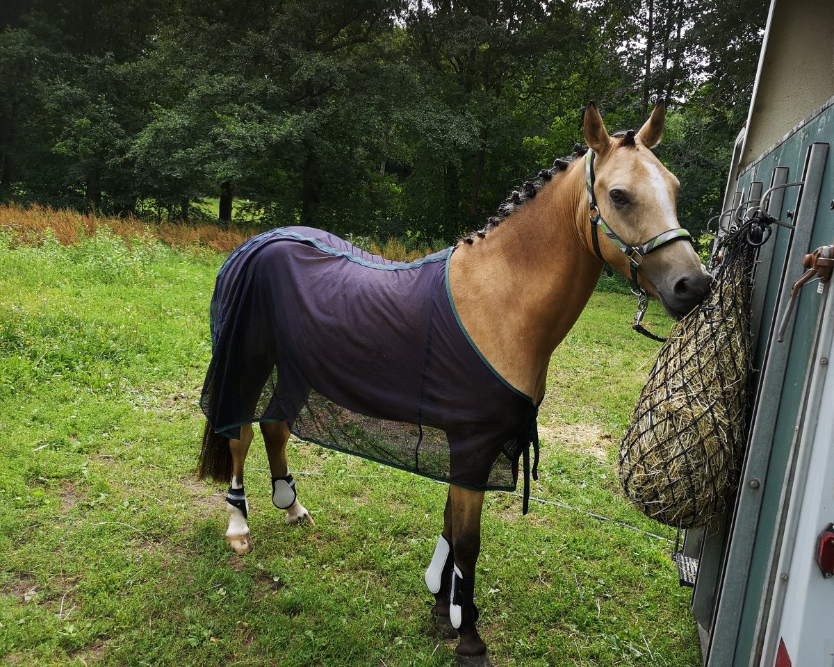 jumper Gucci 122 (German Riding Pony, 2016, from Hesselteichs Grimaldi)