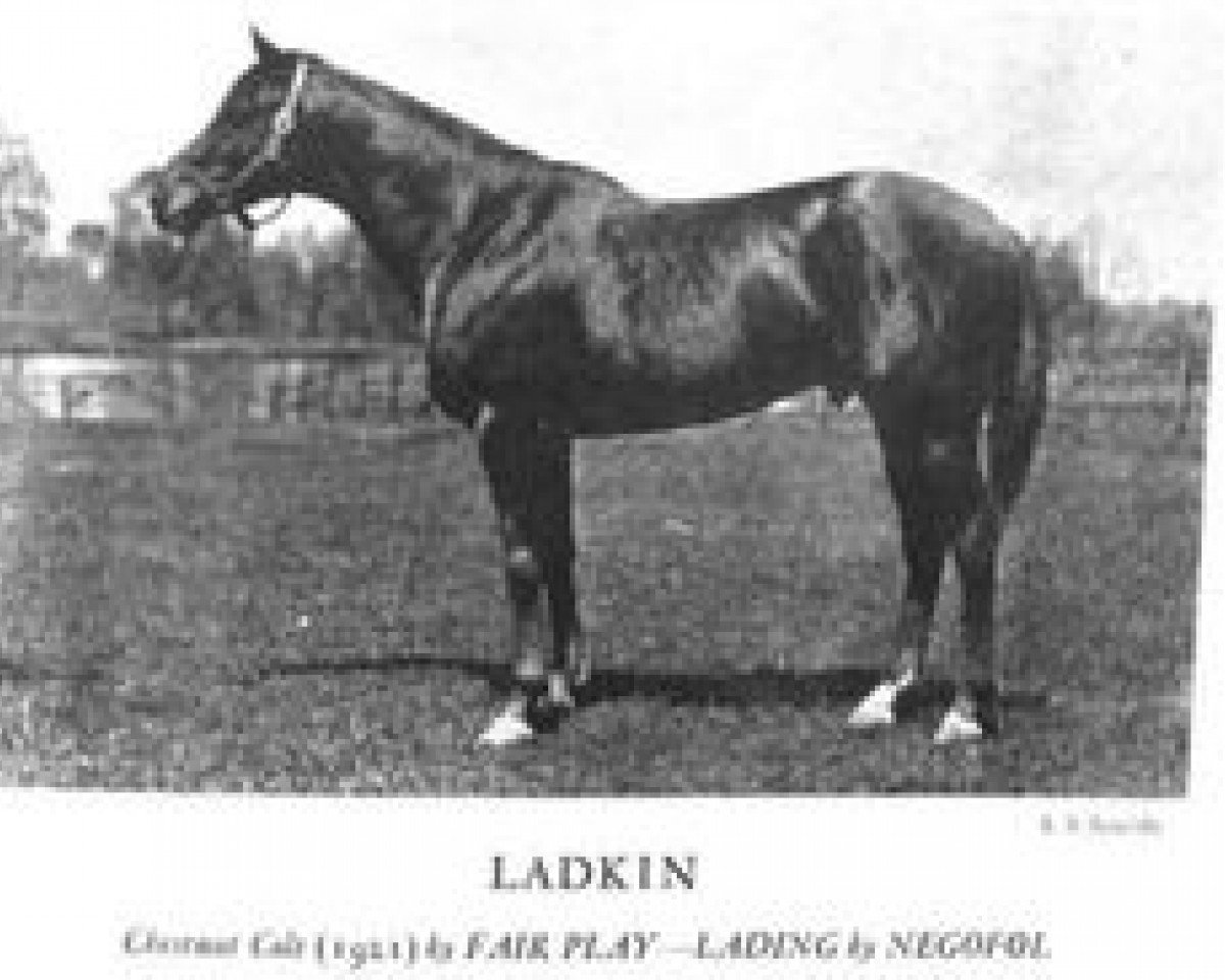 stallion Ladkin xx (Thoroughbred, 1921, from Fair Play xx)