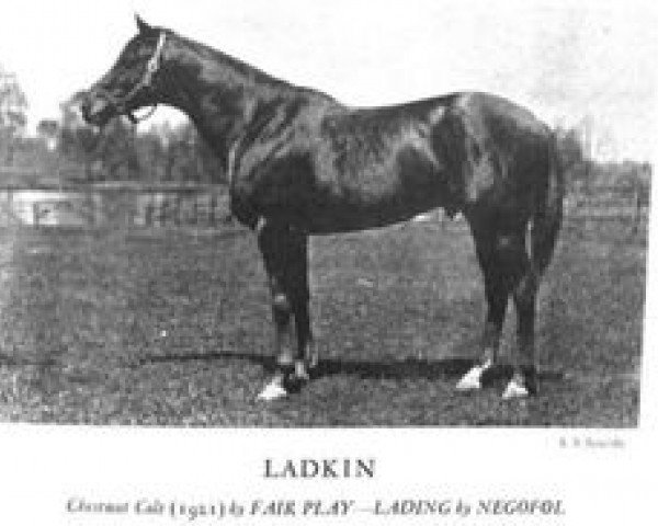 stallion Ladkin xx (Thoroughbred, 1921, from Fair Play xx)