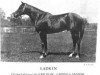 stallion Ladkin xx (Thoroughbred, 1921, from Fair Play xx)