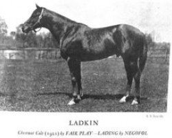 stallion Ladkin xx (Thoroughbred, 1921, from Fair Play xx)