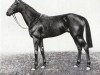 stallion Flares xx (Thoroughbred, 1933, from Gallant Fox xx)