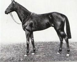 stallion Flares xx (Thoroughbred, 1933, from Gallant Fox xx)