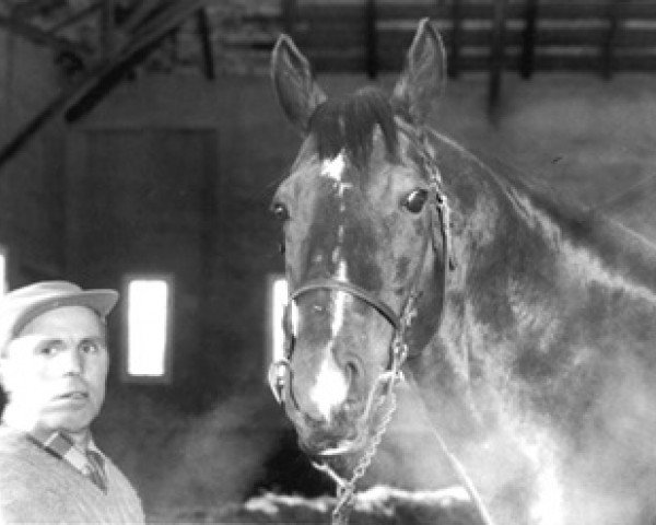 stallion Chop Chop xx (Thoroughbred, 1940, from Flares xx)