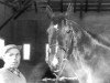 stallion Chop Chop xx (Thoroughbred, 1940, from Flares xx)