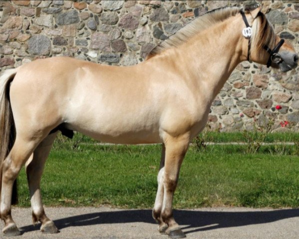 stallion Stald Kiels Sagn (Fjord Horse, 2012, from Mastrup Zola)