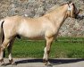 stallion Stald Kiels Sagn (Fjord Horse, 2012, from Mastrup Zola)